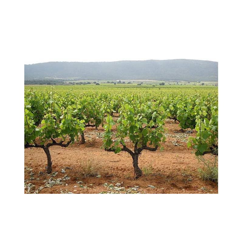 Valencia Spain Wine Tours Valencia Spain Wine Tours