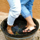 Vendimia y pisada de uvas
