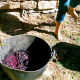 Vendimia y pisada de uvas