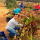 Vendimia y pisada de uvas
