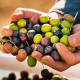 Olive Oil Tasting