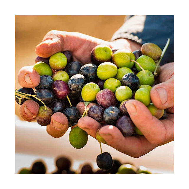 Olive Oil Tasting