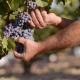 Private wine tour, the kingdom of Bobal