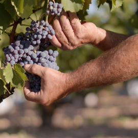 Private wine tour, the kingdom of Bobal