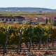 Tour de vino, paseo entre viñedos de la variedad Bobal