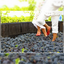 Vendimia y pisada de uvas