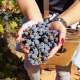 Ausflug in die Weinregion Utiel Requena