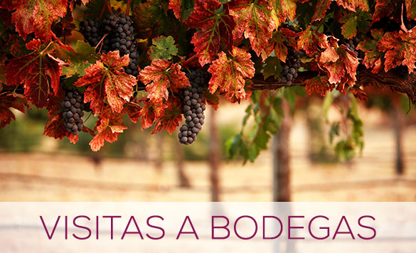 Visitas a bodegas en Valencia