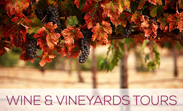Wine & vineyards tours in Valencia