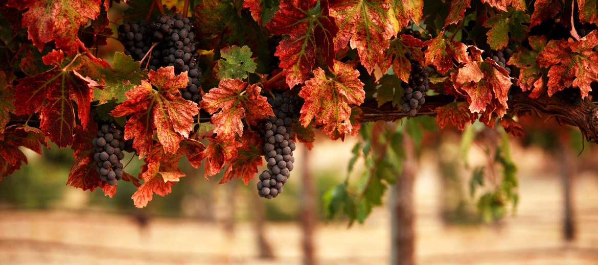 THE GRAPE HARVEST AND THE GRAPE STOMPING TRADITION